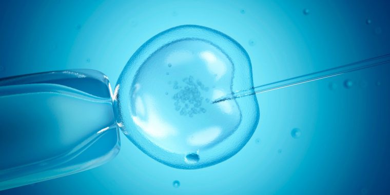 Close up of in vitro fertilisation (IVF).